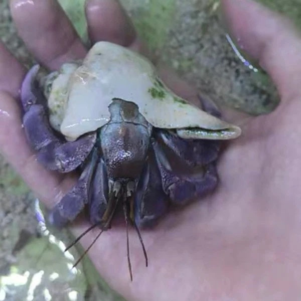 Land Hermit Crab（Coenobita Lila）