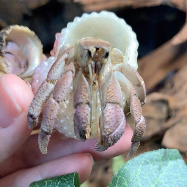 Land Hermit Crab（Coenobita Lila）