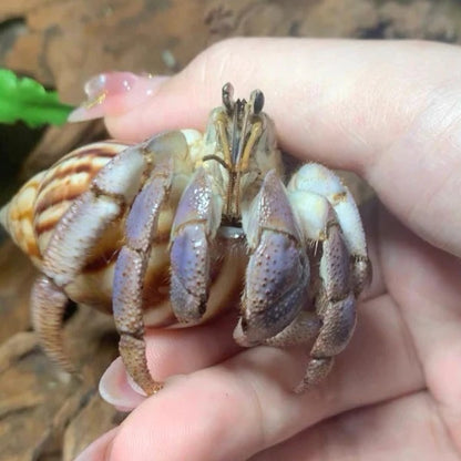 Land Hermit Crab（Coenobita Lila）