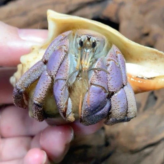 Land Hermit Crab（Coenobita Lila）