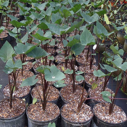 tea cup elephant ear plant care Coffee Cups Elephant Ear ( Colocasia Esculenta 'Coffee Cups' ) for Sale