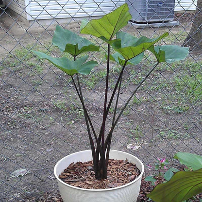 coffee cup plant indoor Coffee Cups Elephant Ear ( Colocasia Esculenta 'Coffee Cups' ) for Sale