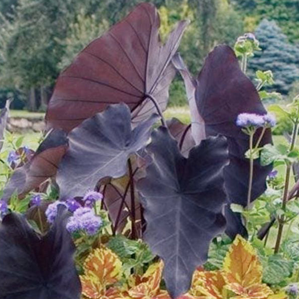 Black Magic Elephant Ear ( Colocasia esculenta ' Black Magic ' )