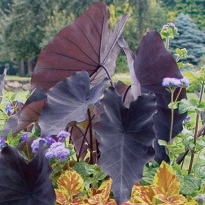 Black Magic Elephant Ear ( Colocasia esculenta ' Black Magic ' )
