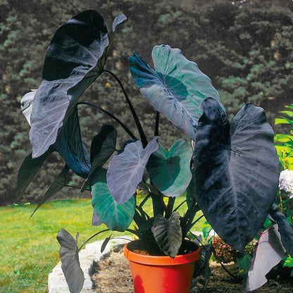 black elephant ear plant feel pain Black Magic Elephant Ear ( Colocasia esculenta ' Black Magic ' )