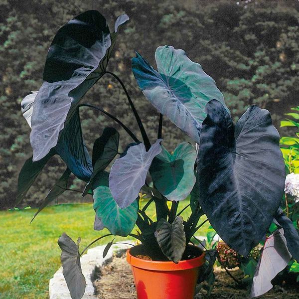 Black Magic Elephant Ear ( Colocasia esculenta ' Black Magic ' )