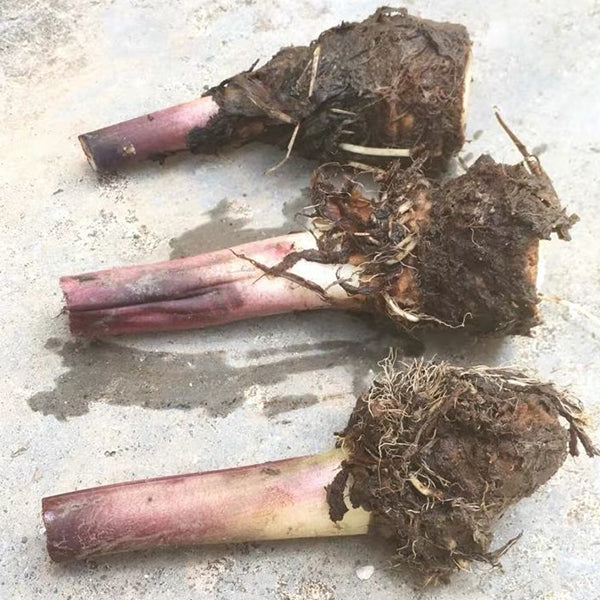 Black Magic Elephant Ear ( Colocasia esculenta ' Black Magic ' )