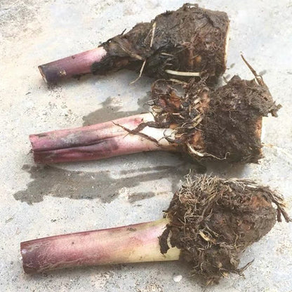 Black Magic Elephant Ear ( Colocasia esculenta ' Black Magic ' )