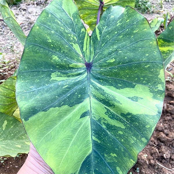 Colocasia Esculenta ‘ Lemon Lime Gecko ’(Colocasia Esculenta)
