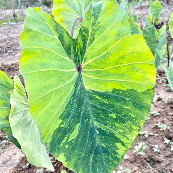 Colocasia Esculenta ‘ Lemon Lime Gecko ’(Colocasia Esculenta)