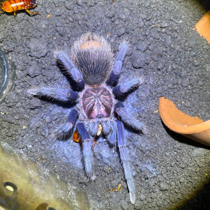 Xenesthis sp Blue Tarantula