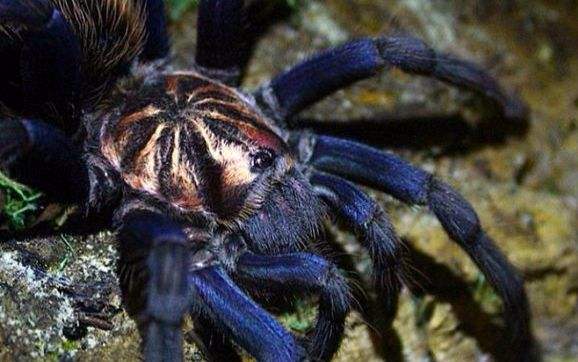 Xenesthis sp Blue Tarantula