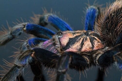 Xenesthis sp Blue Tarantula