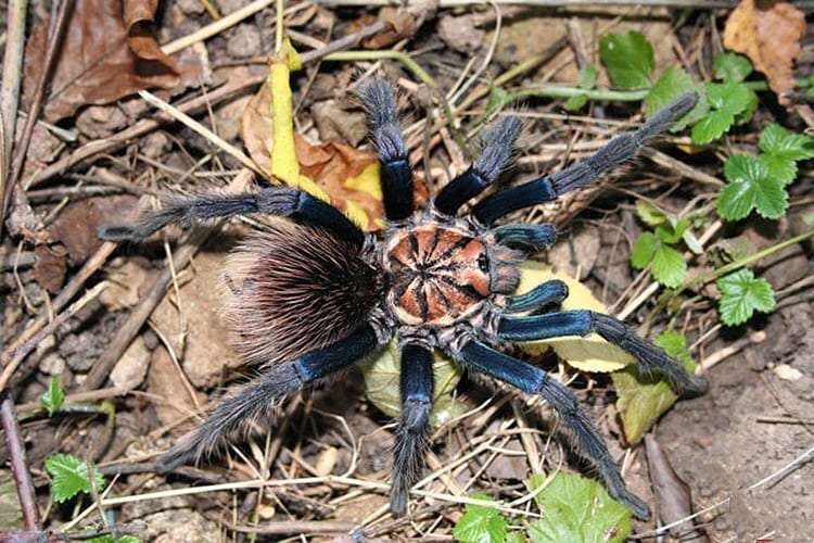 Xenesthis sp Blue Tarantula