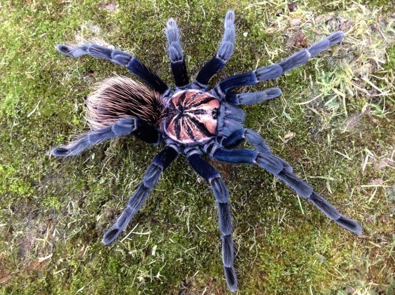 Xenesthis sp Blue Tarantula