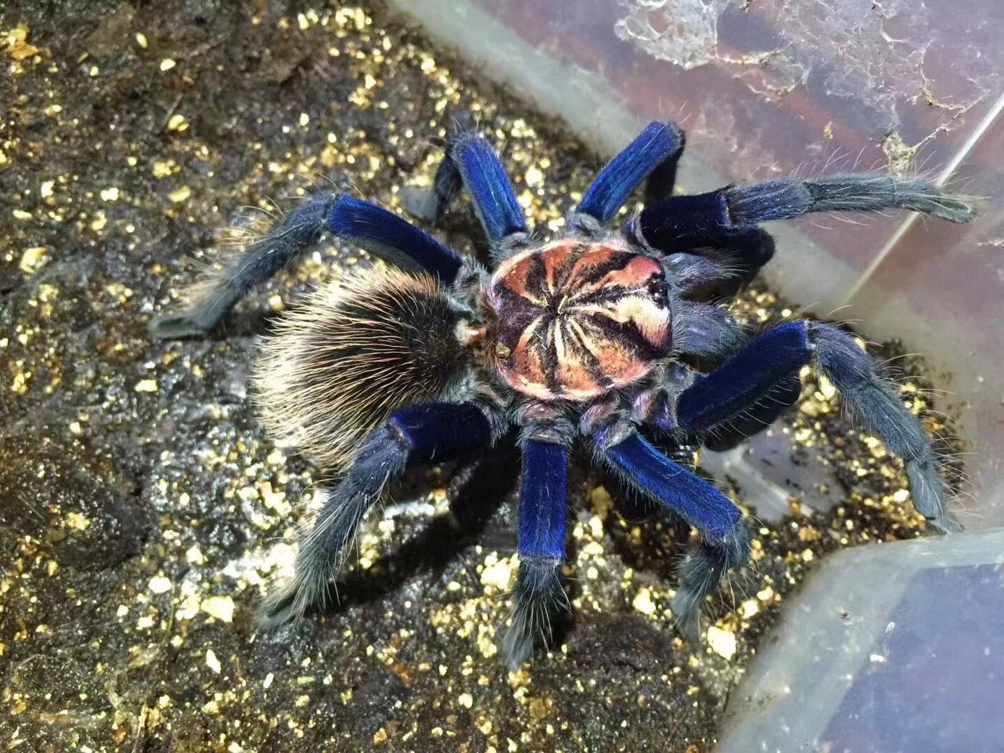 Xenesthis sp Blue Tarantula