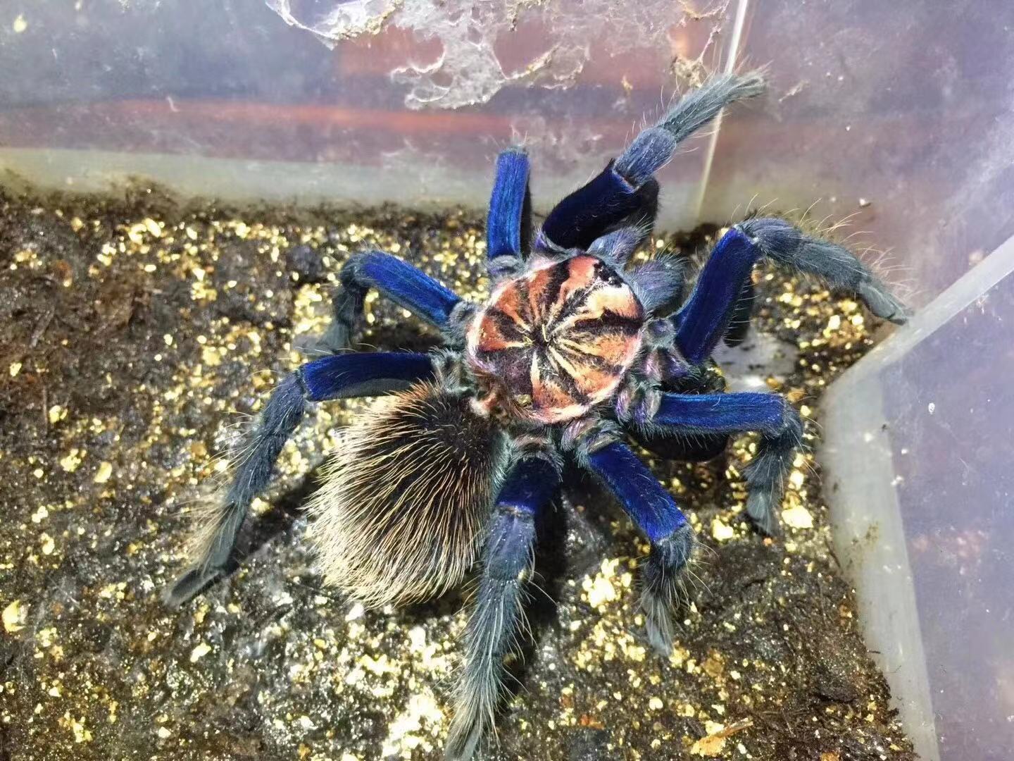 Xenesthis sp Blue Tarantula