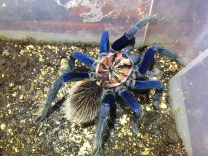 Xenesthis sp Blue Tarantula