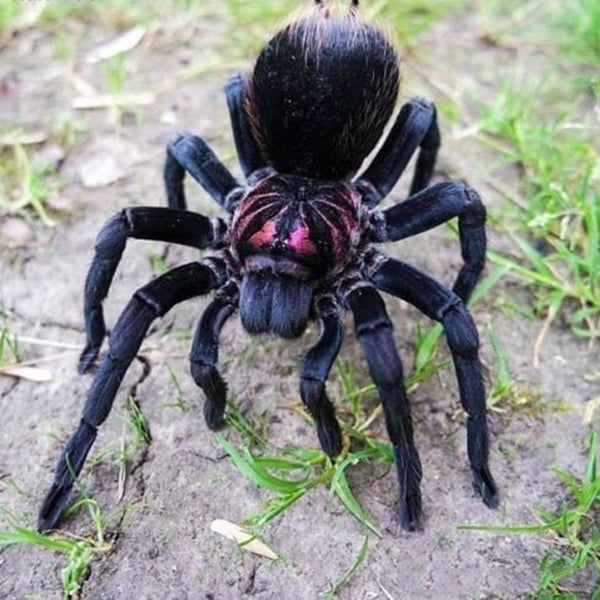Xenesthis Sp Bright Tarantula