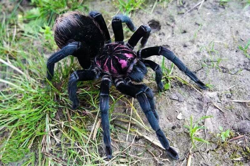 Xenesthis Sp Bright Tarantula