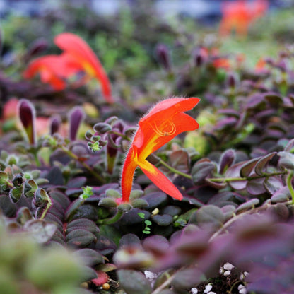 Columnea sp.