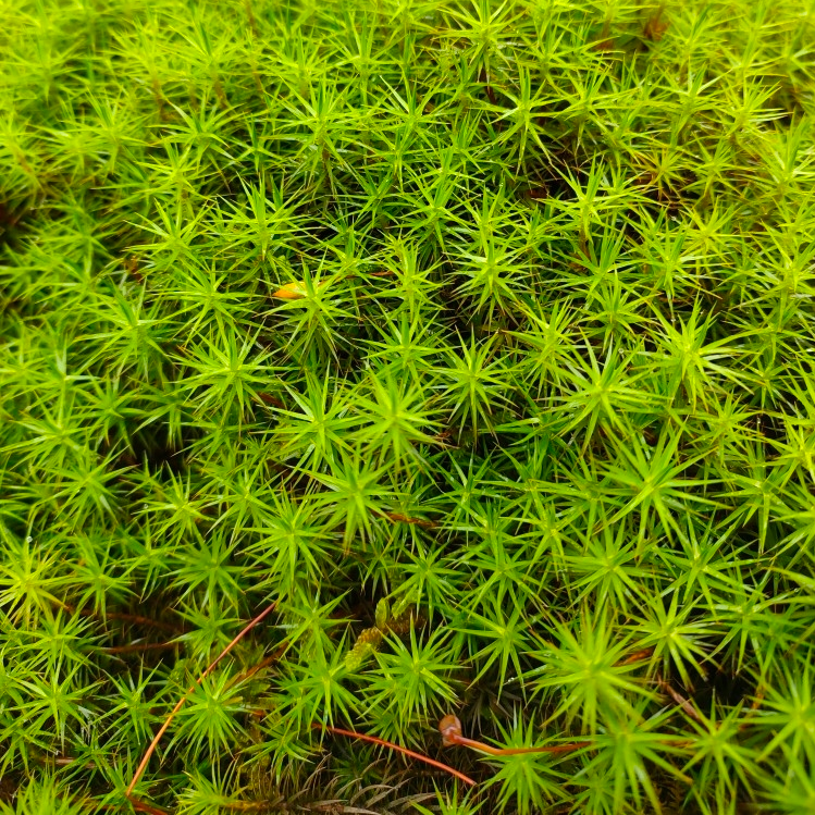 Common Haircap Moss   (Polytrichum commune)-15*8cm x 1