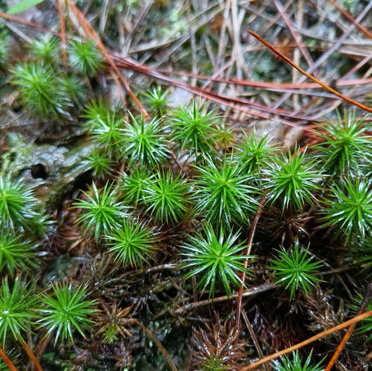 Common Haircap Moss   (Polytrichum commune)-15*8 cmx 10