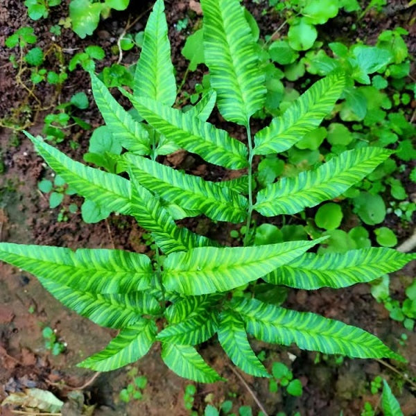 Coniogramme emeiensis 'Golden Zebra'