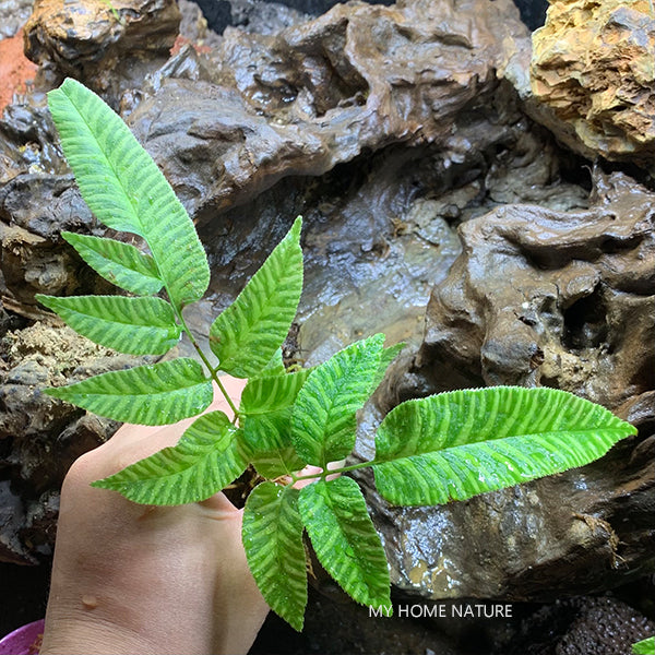 Coniogramme emeiensis 'Golden Zebra'