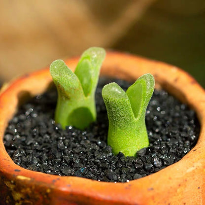 Ophthalmophyllum littlewoodii