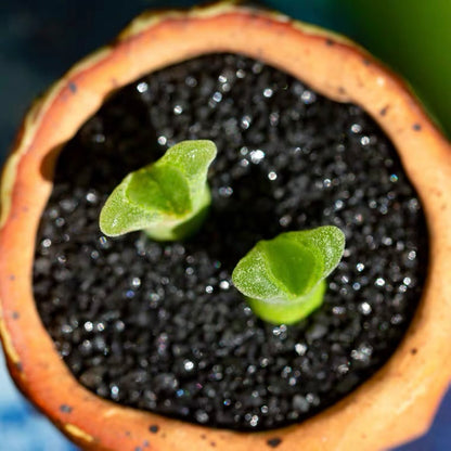 Ophthalmophyllum littlewoodii