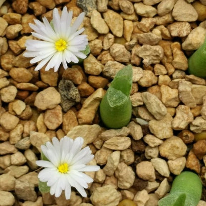 Ophthalmophyllum littlewoodii