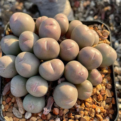Globosum