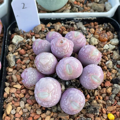 Globosum