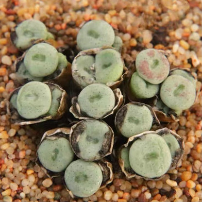 Succulents 'hians'