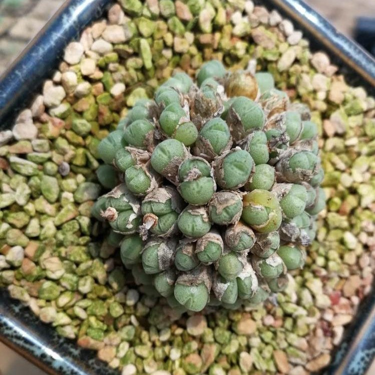 Succulents 'hians'