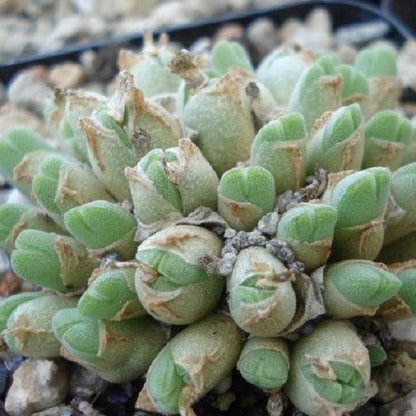 Succulents 'hians'