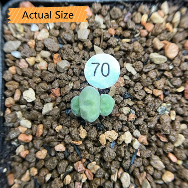 Succulents 'hians'