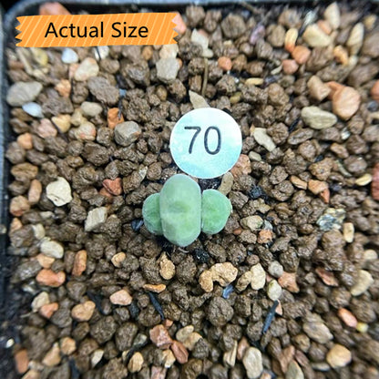 Succulents 'hians'