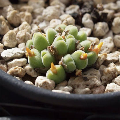 Succulents 'hians'