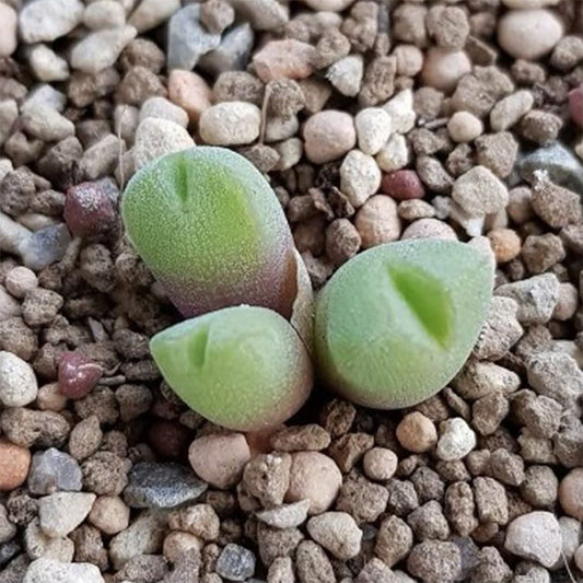 Succulents 'hians'