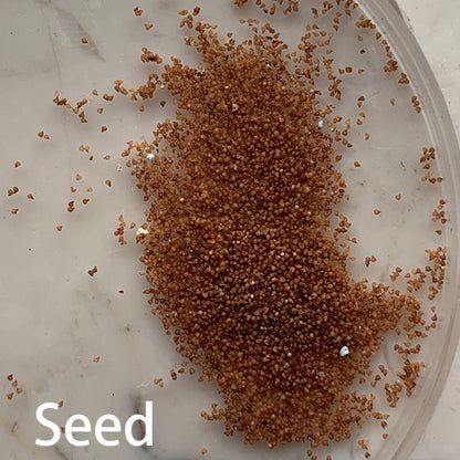 Maughanii 200 seeds