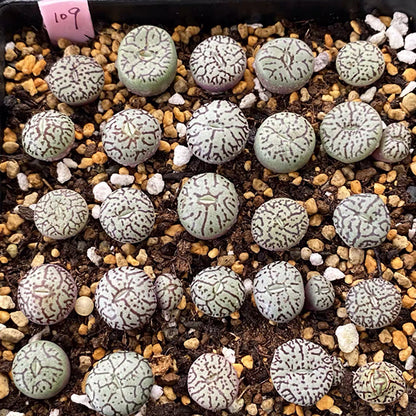 conophytum minimum wittebergense rare mesembs exotic succulent stones 30 seeds Conophytum Minimum Wittebergense- Live Arrival Guarantee