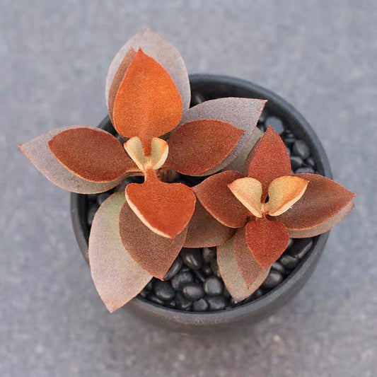 Copper Spoon ( Kalanchoe orgyalis )