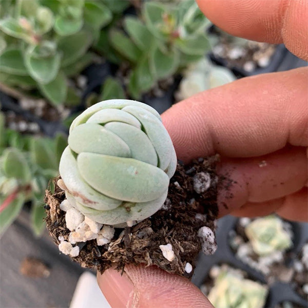 Crassula alstonii