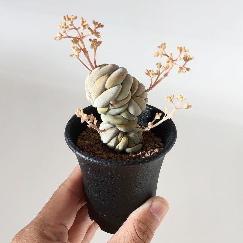 Crassula alstonii