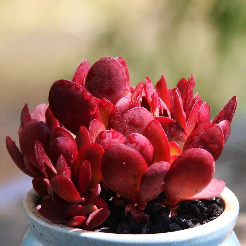 Crassula clavata Purple Butterfly