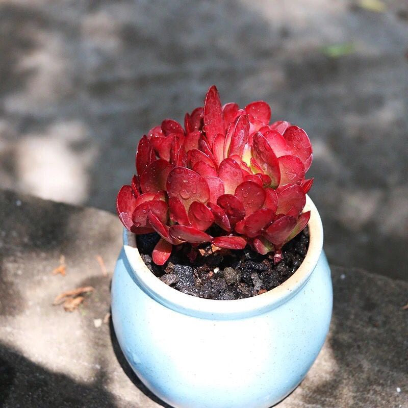 Crassula clavata Purple Butterfly