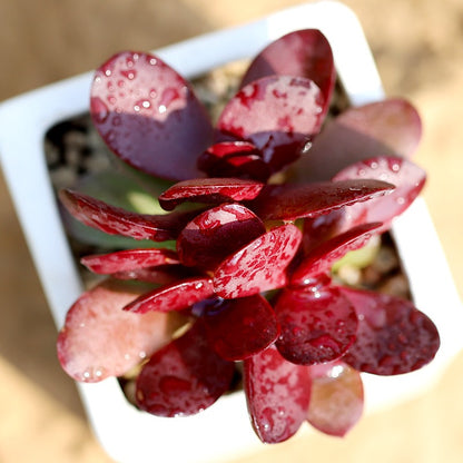 Crassula clavata Purple Butterfly