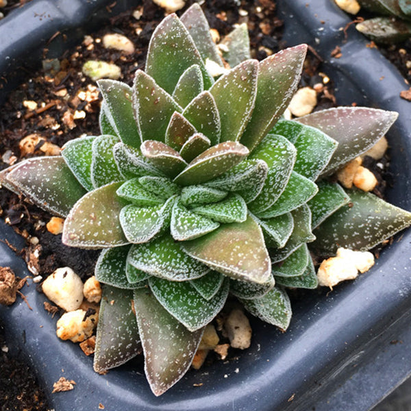 Crassula 'Frosty'